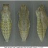 pap mach pupa4 volg1